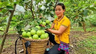 FULL VIDEO: 90 Days Do Banh Chung & Agricultural Harvest go market sell - Gardening - Build farm