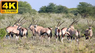 4K Wild Animals: Arusha National Park, Tanzania - Scenic Wildlife Film With Calming Music