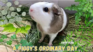 (Piggy Vlog) A Piggy's Very Ordinary Day! 20240516 EP84