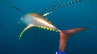 Pescamos un ATÚN GIGANTE de 150 Libras Con ARPÓN