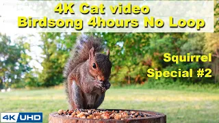 ASMR 4 HOURS of Birds Singing in the Woods, No loop, 4K Cat TV, Relaxing Sound, Squirrel Special -2