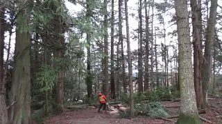 Tree Faller in Action