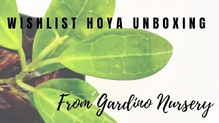 Wishlist Hoya Unboxing From Gardino Nursery