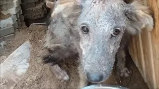 Спасение заживо гниющего щенка