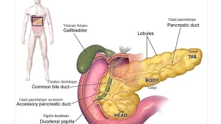 Alimente care Protejeaza Pancreasul si Combat Diabetul de Tip 2