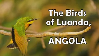 The Birds of Luanda, Angola