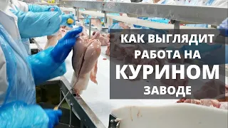 Куриный завод в Польше. Как выглядит работа. #РаботавПольше #куриныйзавод #работанакуриномзаводе