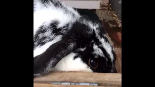 Bunny (like totally) sings happy birthday