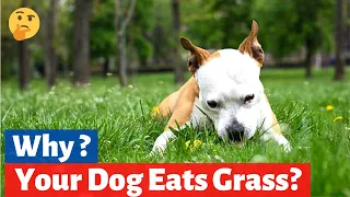 Why Do Dogs Eat Grass? How to Stop your Dog from Eating Grass?