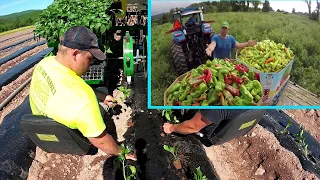 THIS PLANTING METHOD BROUGHT OUR BEST HARVEST EVER - LETS DO IT AGAIN