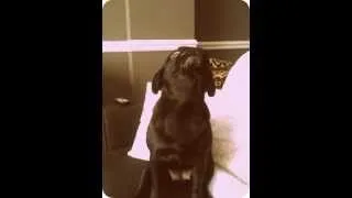 wolf pug howling