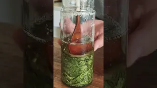 Turning mint into syrup (Cheong)