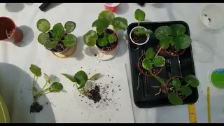 How to grow Baby plugs of  African Violets.