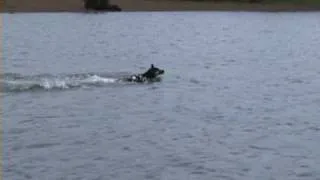 K9 Xena - Water Dog