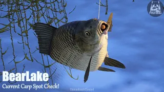 (RussianFishing4) Bear Lake Current Carp Spot Check!