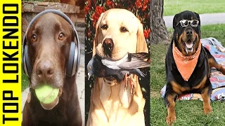 TOP 10 Razas De Perros Más Inteligentes Del Mundo