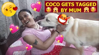 COCO GOT A NEW COLLAR | MUM PUTS THE NAME TAG | WATCH THE FUNNY VIDEO TILL END FOR BONUS CLIP |🥰😍🥰😍🥰