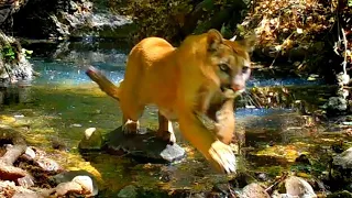 Deer foils cougar's attack