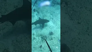 Bahamian Bull Shark trying to scare us off his spot! 😬 #spearfishing