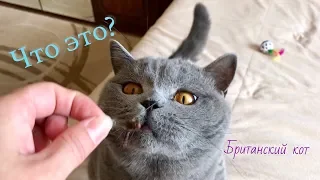 БРИТАНСКИЙ КОТ СЪЕЛ СТРЕКОЗУ? смешной момент/ British cat