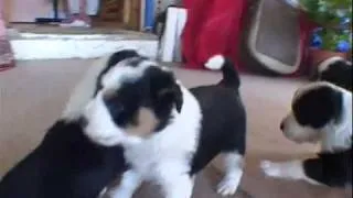 Border Collie Puppies