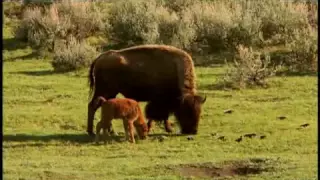 American Prairie Profiled by National Geographic