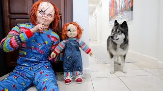 Funny Dog Gets Pranked By Chucky & Halloween Costumes!