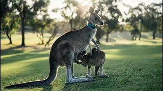 The Fascinating World Of Kangaroos