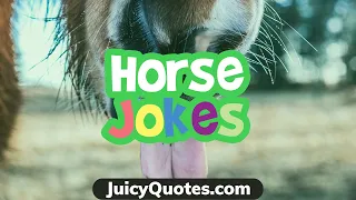 Silly Horse Jokes - Perfect Way to Lighten the Mood