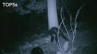 5 Most Compelling Pieces Of Bigfoot Evidence