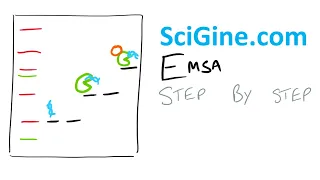 Learn EMSA (Electrophoretic Mobility Shift Assay) in 15 min - Tutorial & Protocol, Step by Step