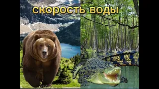 Медведь гризли против крокодил 🐊