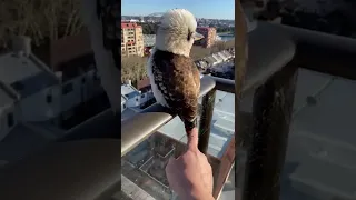 Cute kookaburra and lovely view #birds #shorts #kookaburra