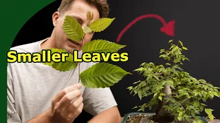 How to reduce leaf size on bonsai (all you need to know!)