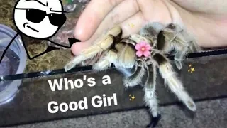 MEET all my FRIENDLY TARANTULAS !!! [Best beginner tarantula?]