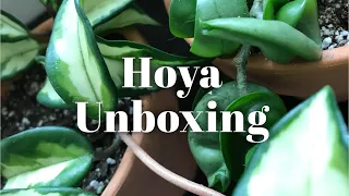 Hoya Unboxing: Cutting Swap with my Friend