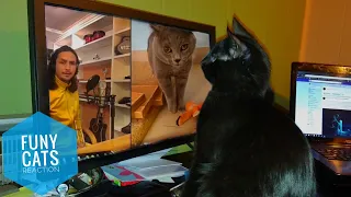 🐱Cats reaction The Kiffness X Alugalug Cat 2.0 (Please Go Away)