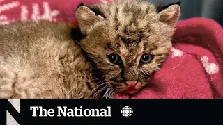 #TheMoment a bobcat kitten was rescued during post-tropical storm Lee