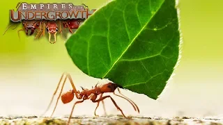 Ant Simulator | The Leaf Cutters - Empires Of The Undergrowth - Ep8