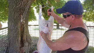 gutting a lamb