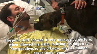 A Dog says the final Goodbye to his dying owner in Hospital