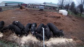 Breeding Pigs - Our Practices