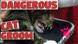 My Cat Will Bite You Dangerous Groom