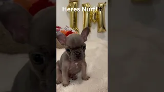 Heres Nurf! French Bulldog #shortsfeed #shorts #shortsvideo #shortsviral