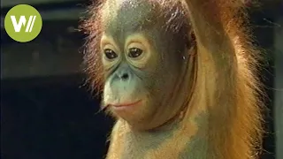 Orangutans of Borneo - From cages back into the wild | Mission Wild - Ep 2