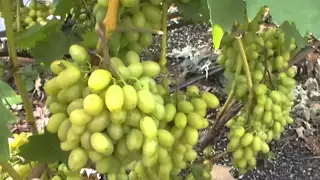 Сорт винограда Гарольд