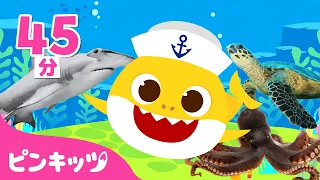 ベイビーシャークと海のどうぶつ🦈💦 | 人気曲メドレー | 赤ちゃんが喜ぶ | 子どもの歌 | ピンキッツ・ベイビーシャーク