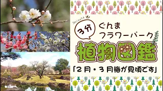 梅の品種紹介～ぐんまフラワーパークの日本庭園～