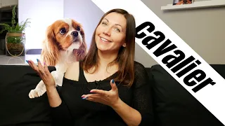 Cavalier - psi arystokrata | Rasy Psów odc.10