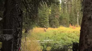 AMBUSH - 2012 MT Archery Bull Elk